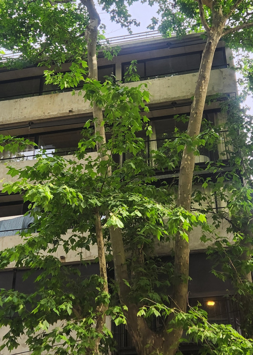 Apto. Cordón Sur, alquiler: $26.000